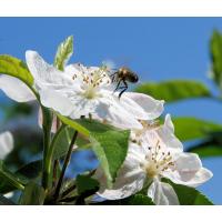 3050_09 Eine Biene fliegt in die weit geöffnete Kirschblüte - Obstanbaugebiet Altes Land. | 
